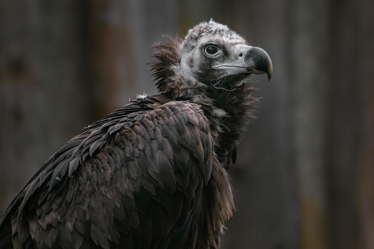 Portrait of Cinereous vulture photo