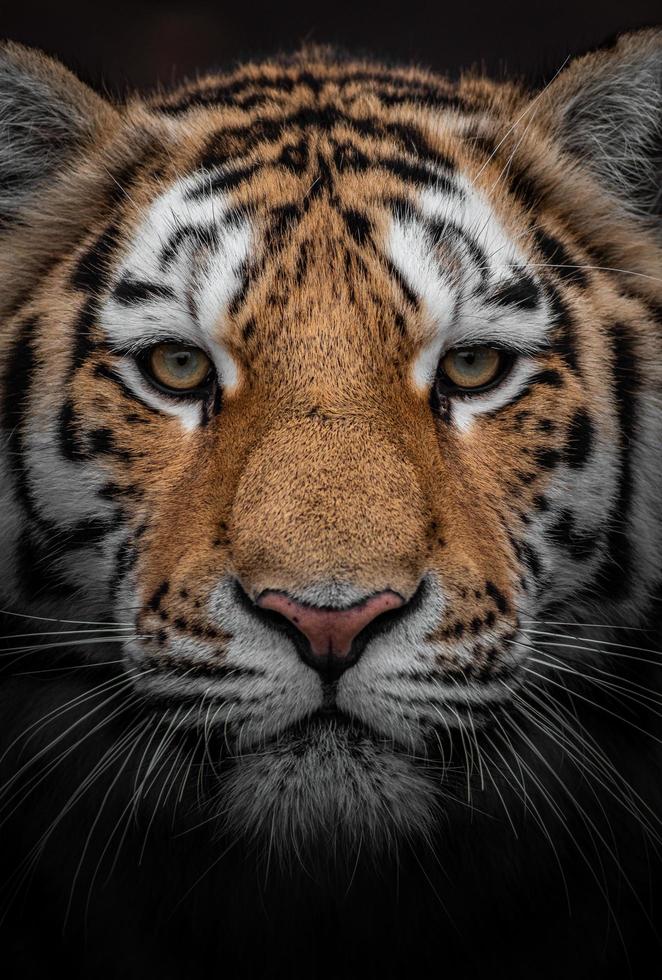 Siberian tiger closeup photo