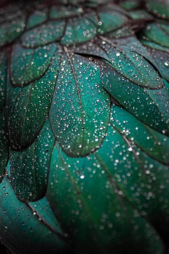 Detail of Muscovy ducks feathers photo