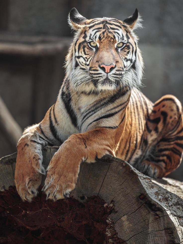 retrato de tigre de sumatra foto