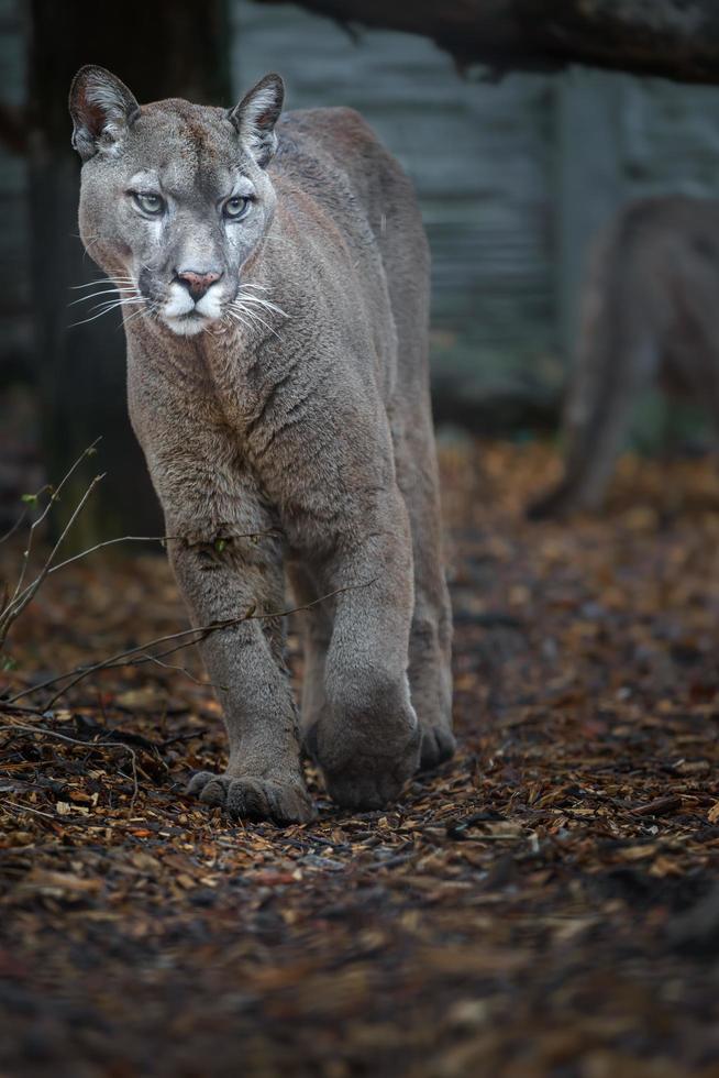 Cougar in zoo photo