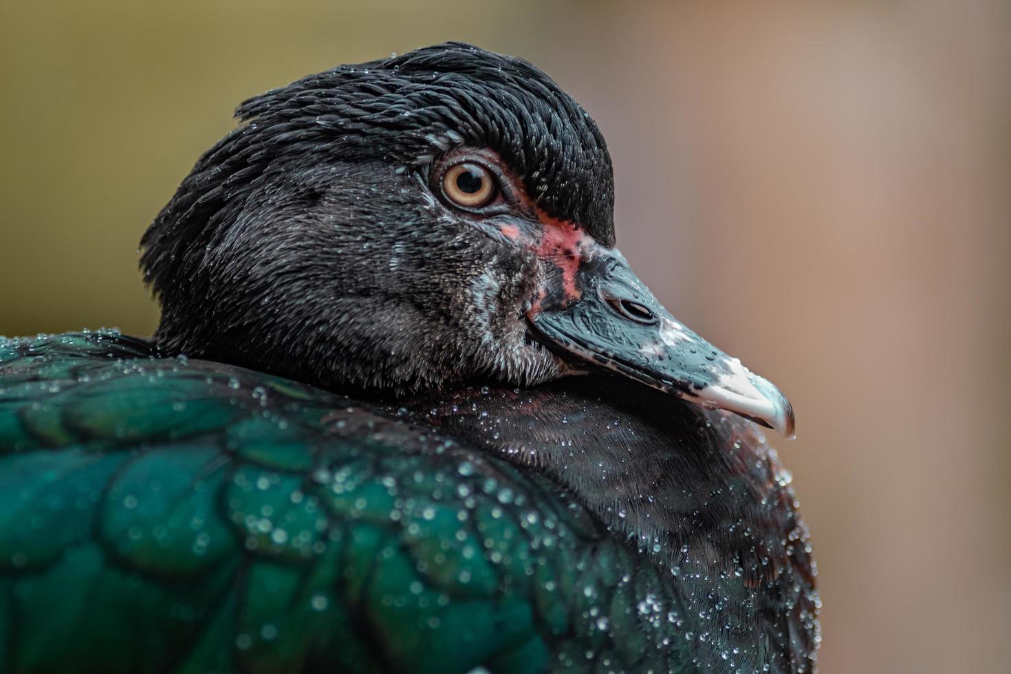 Muscovy duck sidelook photo