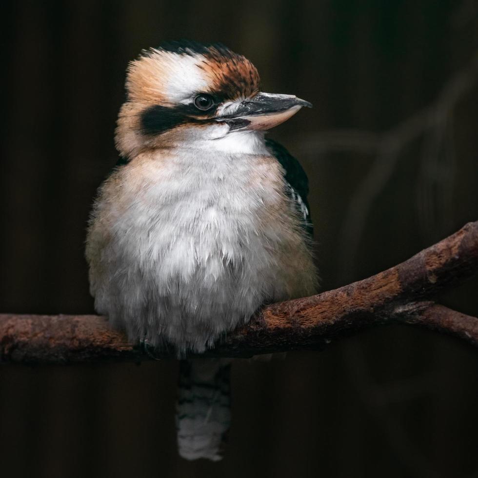 Retrato de kookaburra riendo foto