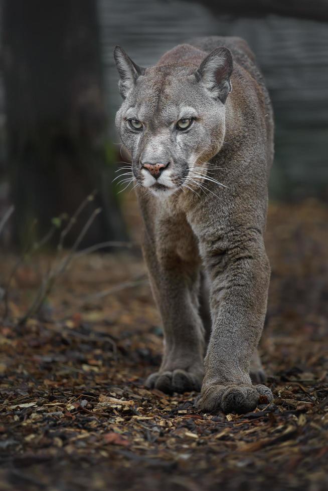 Cougar in zoo photo