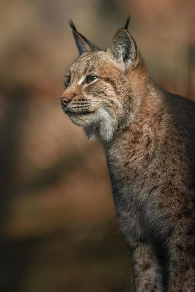 retrato de lince euroasiático foto