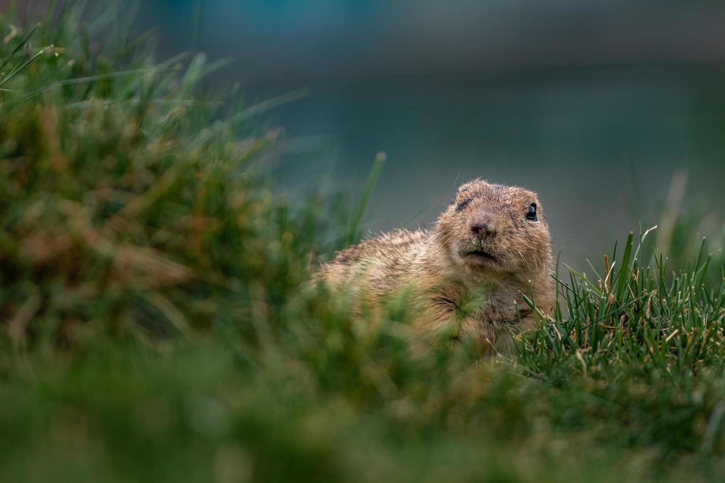 ardilla de tierra europea foto