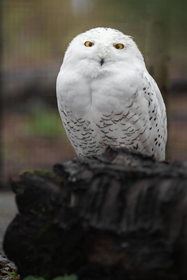 Snowy owl on stem photo