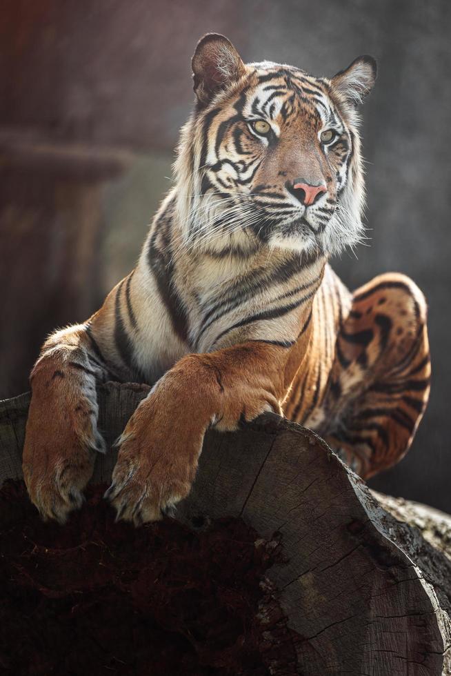 Portrait of Sumatran tiger photo