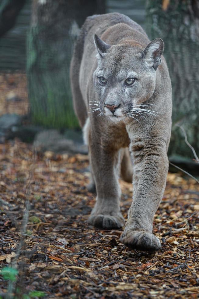 Cougar in zoo photo