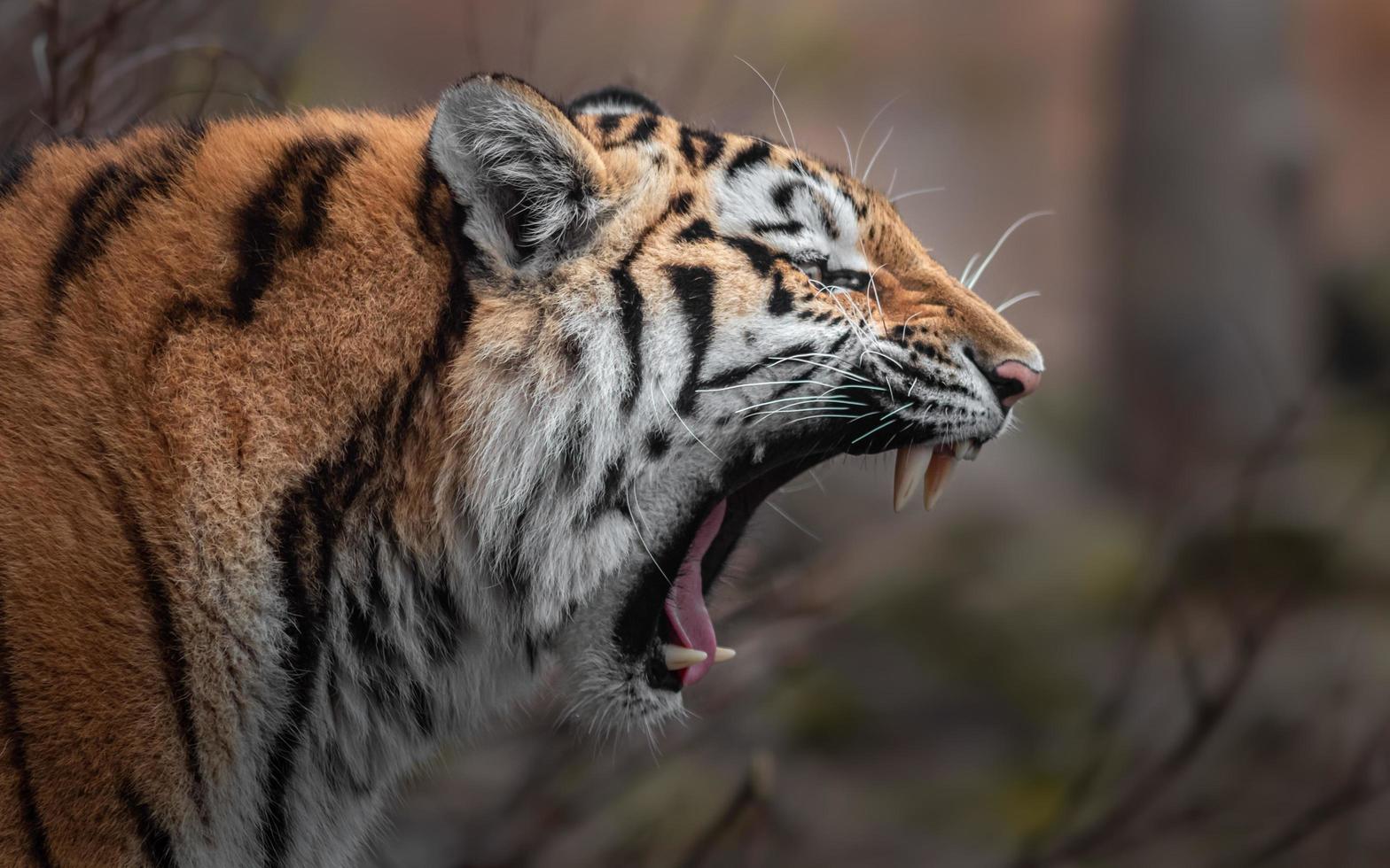 Siberian tiger yawning photo