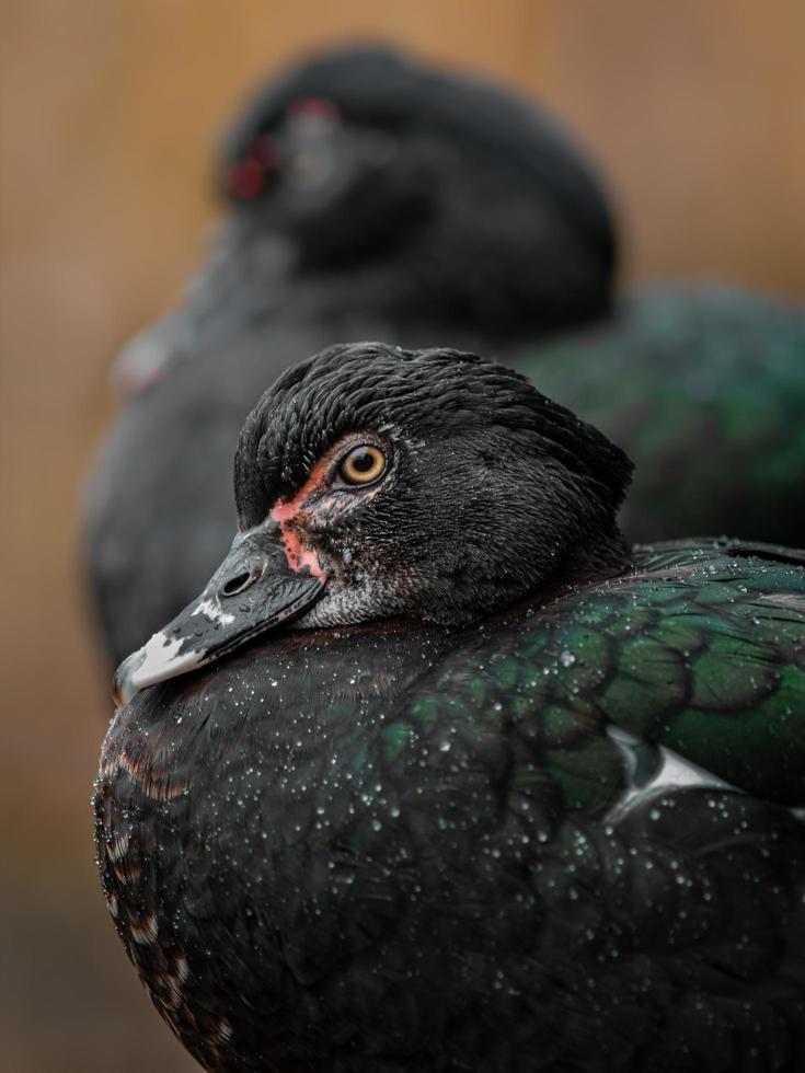 Muscovy duck sidelook photo