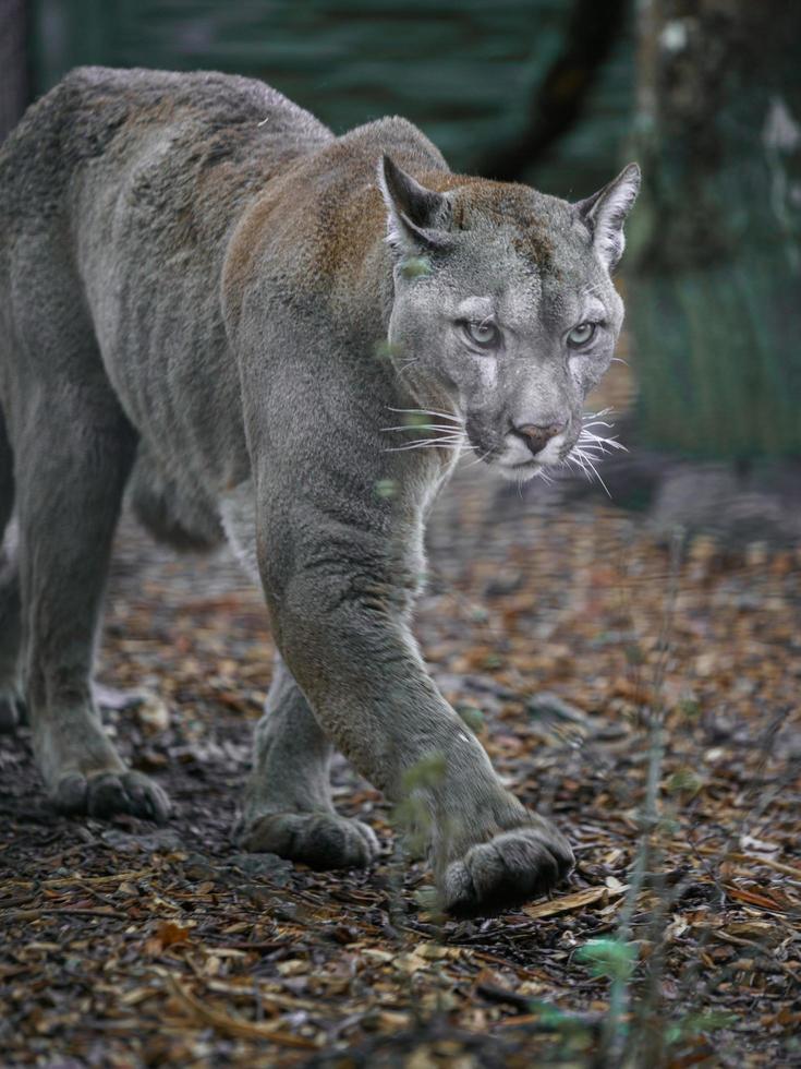 Cougar in zoo photo