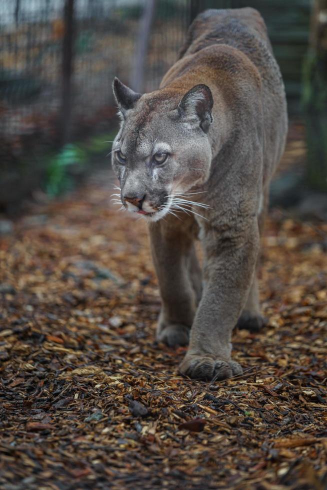 Cougar in zoo photo