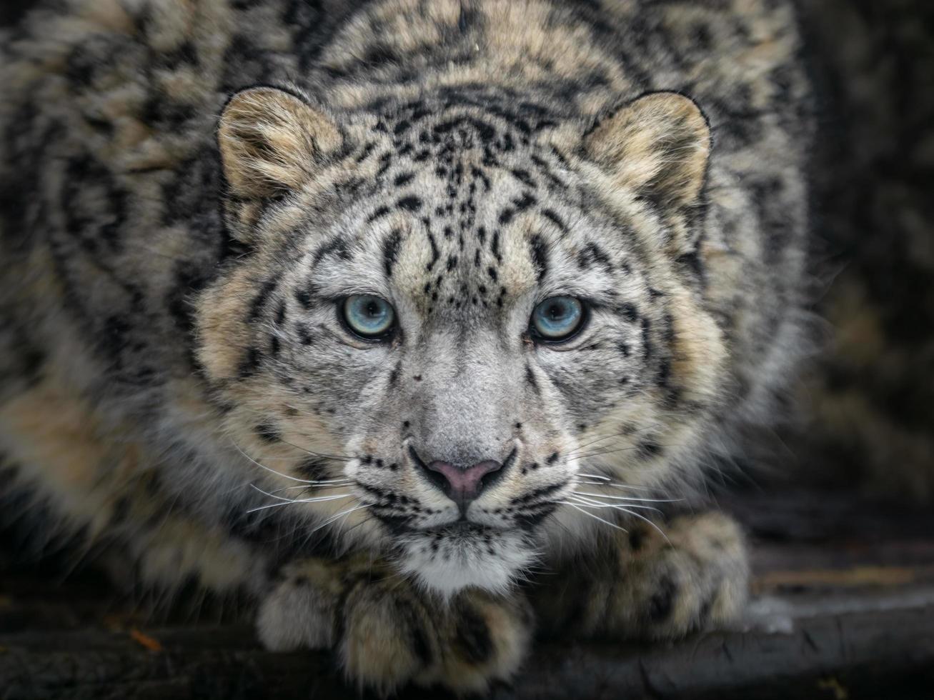 Snow leopard Irbis photo