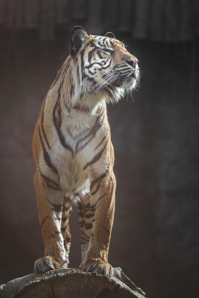 Portrait of Sumatran tiger photo