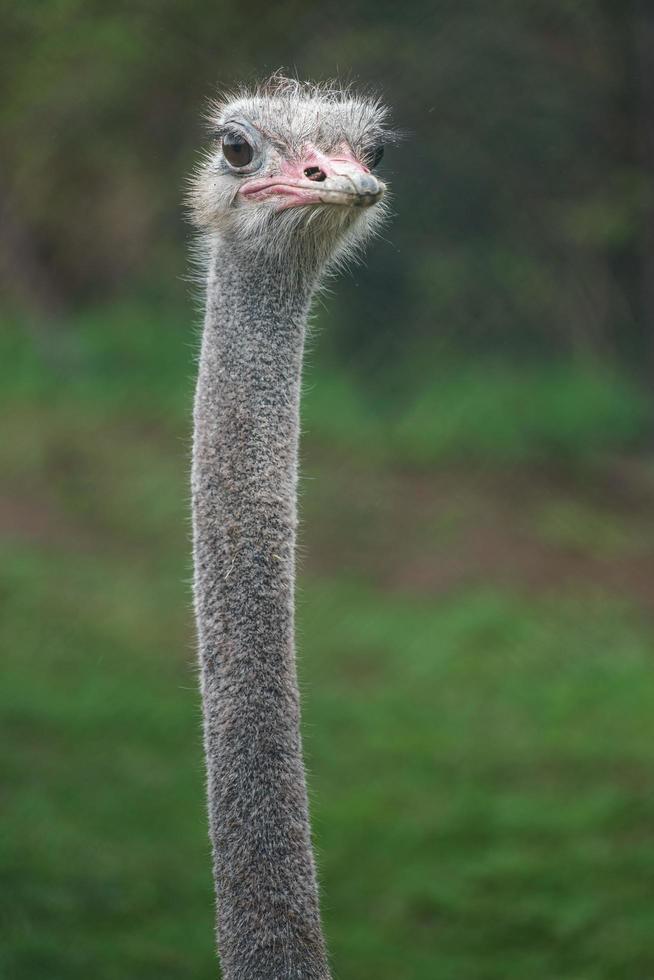 Portrait of Common ostrich photo