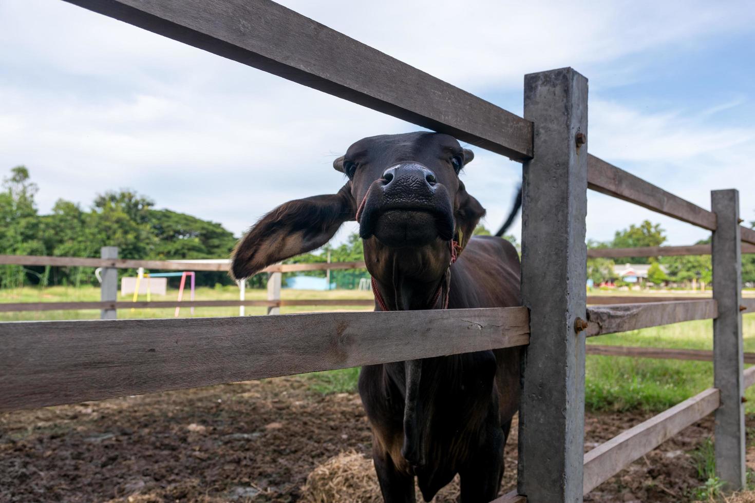 cerrar la cara de un toro negro foto