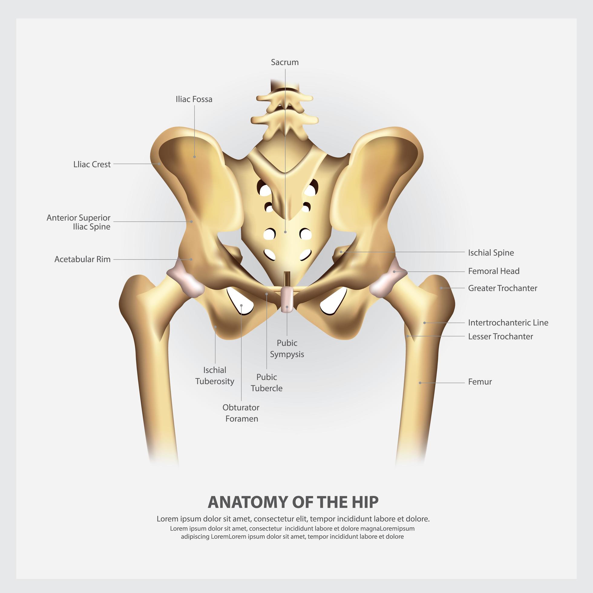 Human Anatomy of the Hip Vector Illustration 2441356 Vector Art at Vecteezy