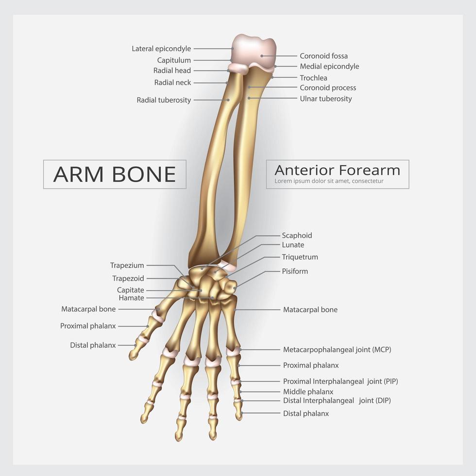 Ilustración de vector de hueso de brazo y mano