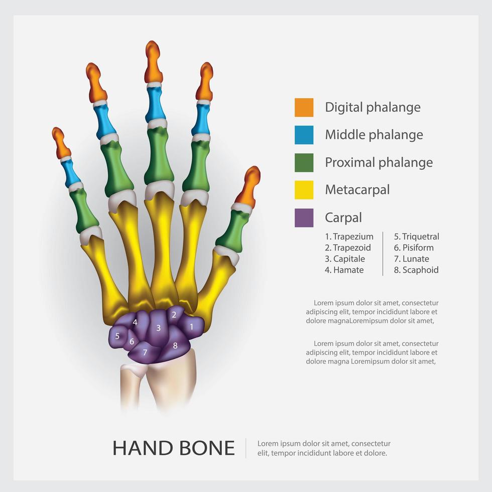 Ilustración de vector de hueso de mano de anatomía humana