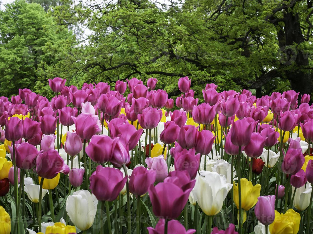 Llamativo grupo de tulipanes rosados y blancos que florecen en un primer plano de primavera con enfoque selectivo foto