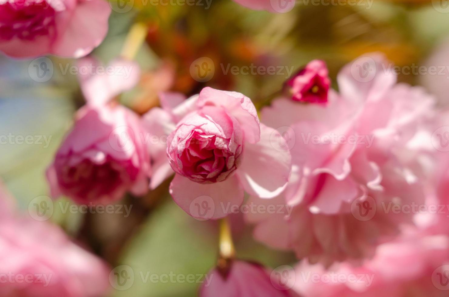 Pink sakura flowers near spring in sunlight photo