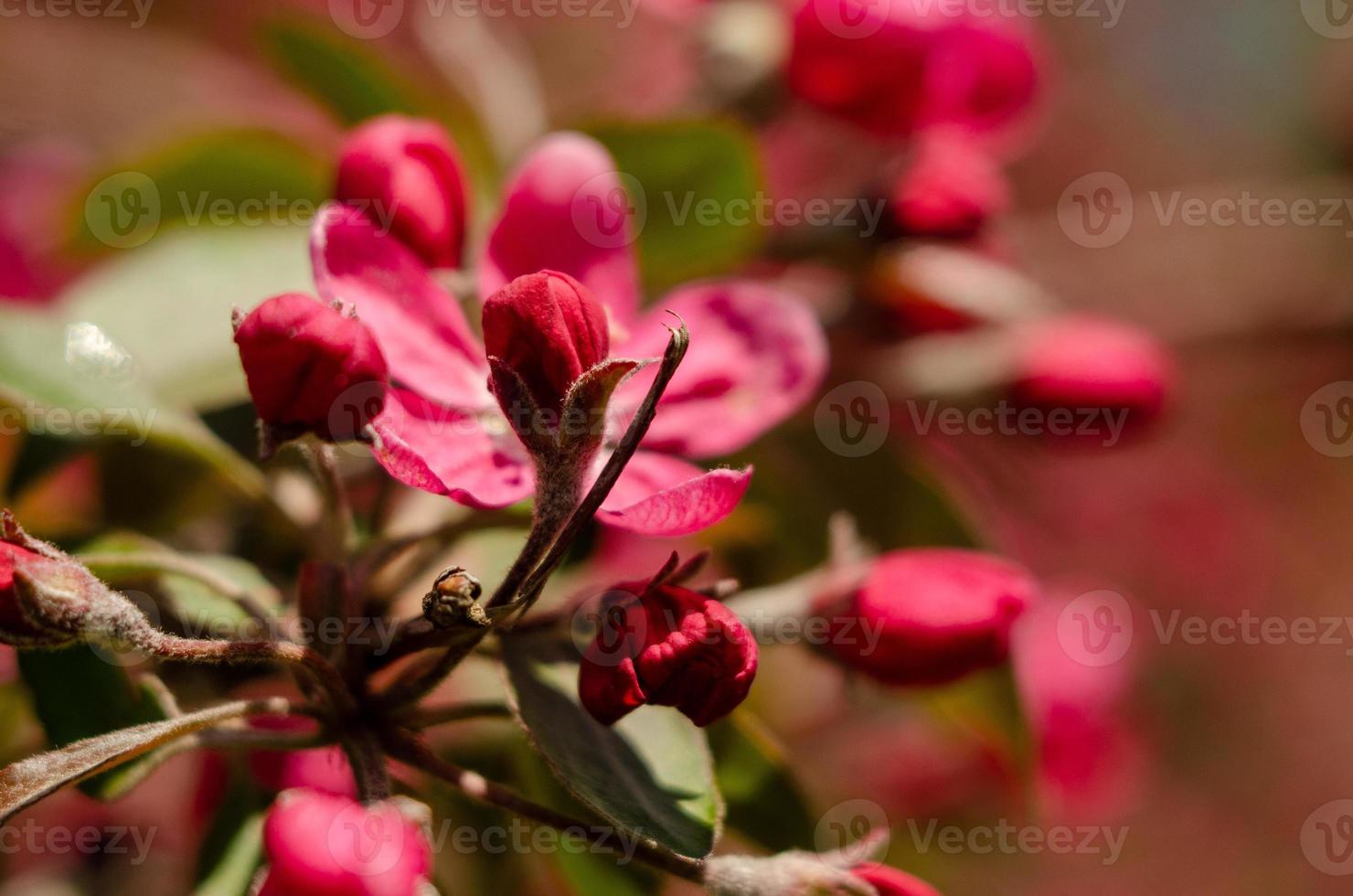 Flores rojas de manzano en flor en primavera en los rayos del sol foto