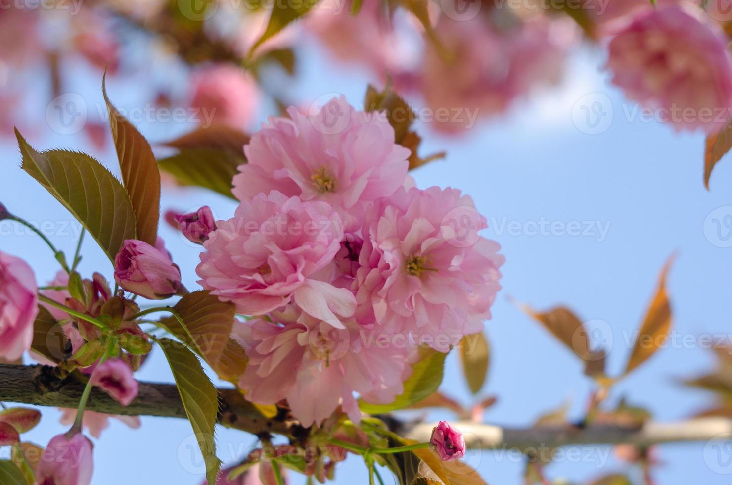 Pink sakura flowers near spring in sunlight photo