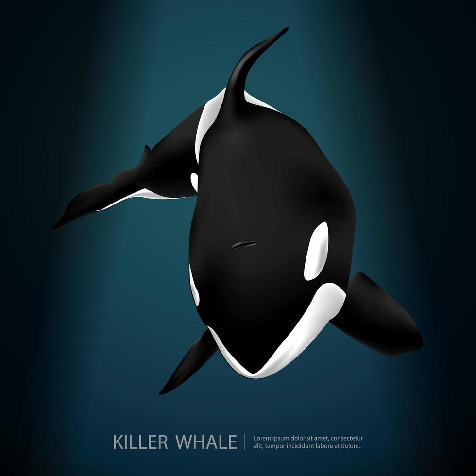 Killer Whale Under The Sea Vector Illustration