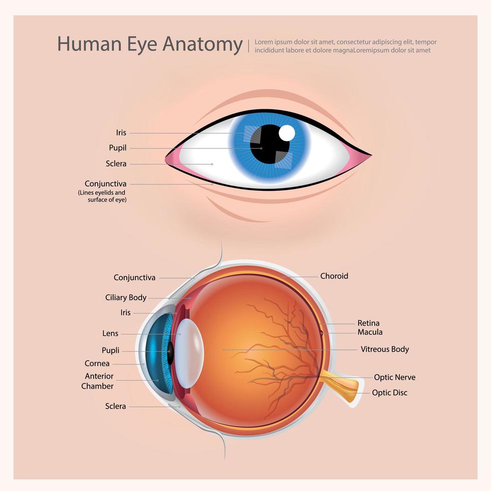 Ilustración de vector de anatomía del ojo humano