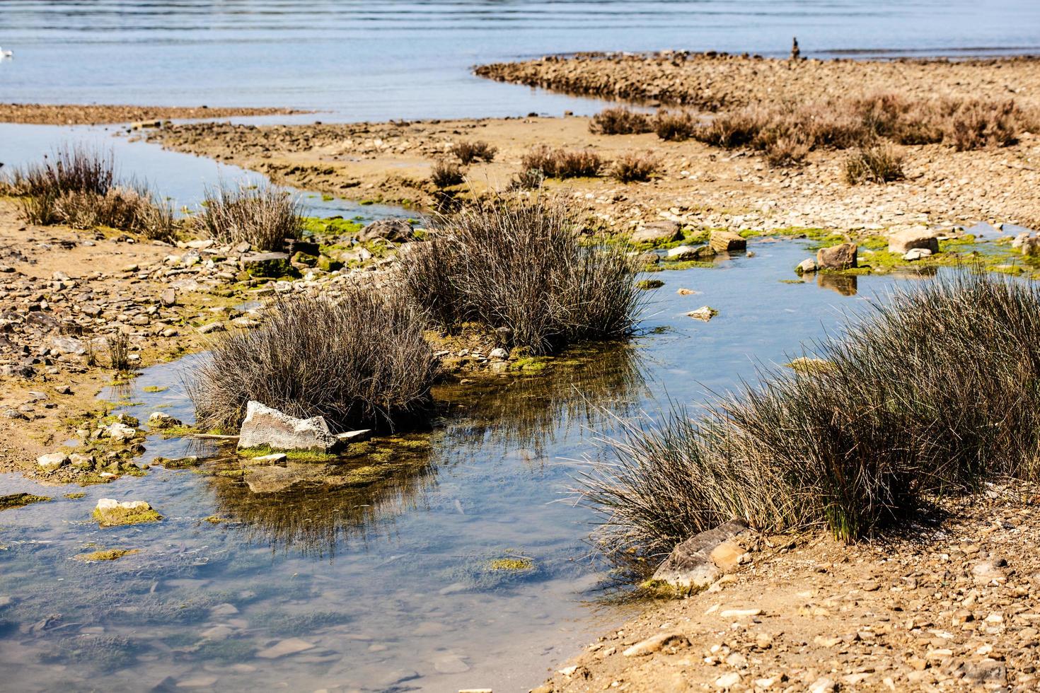 detalles de la costa en la frontera entre italia y eslovenia foto