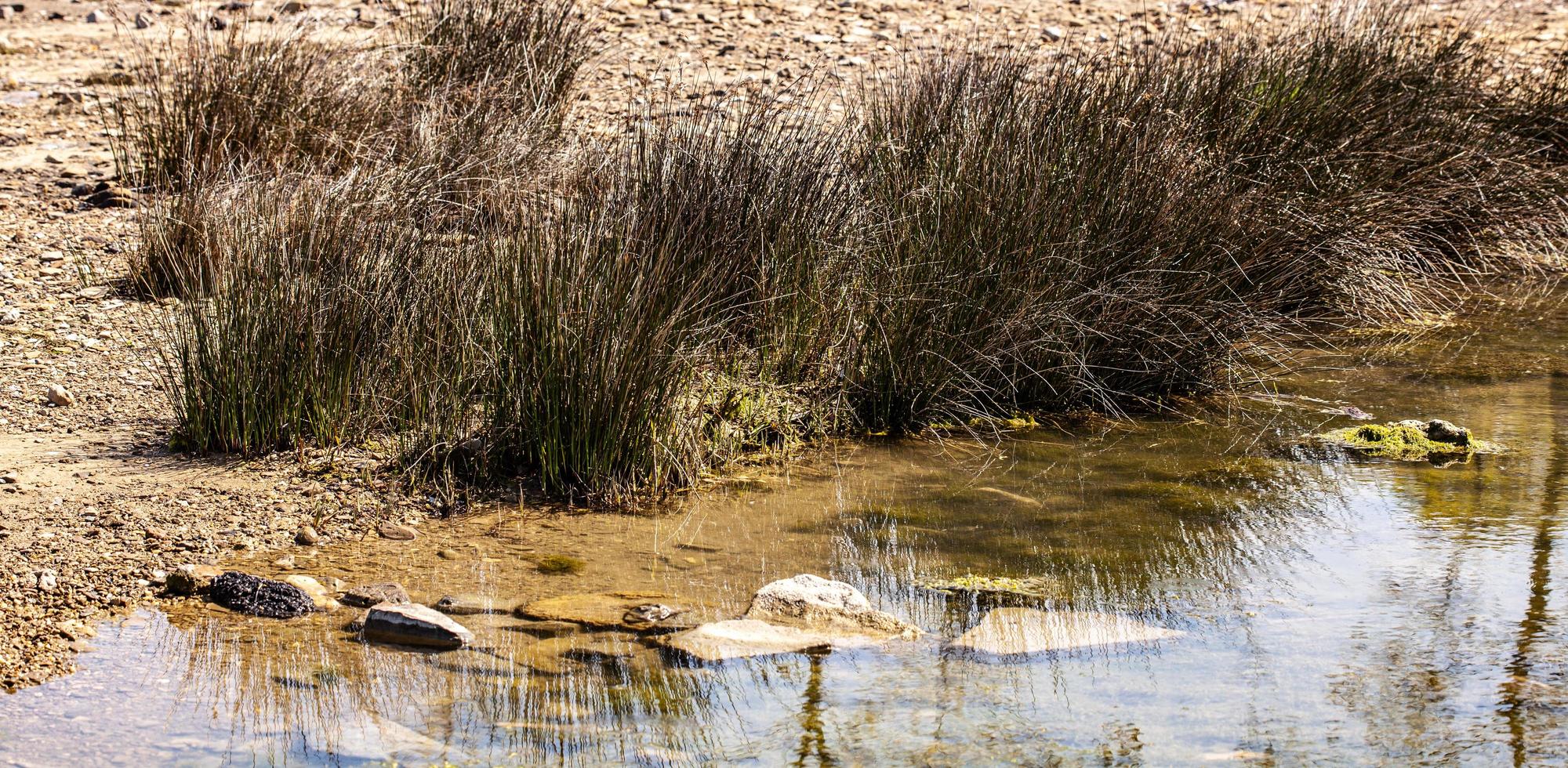 detalles de la costa en la frontera entre italia y eslovenia foto