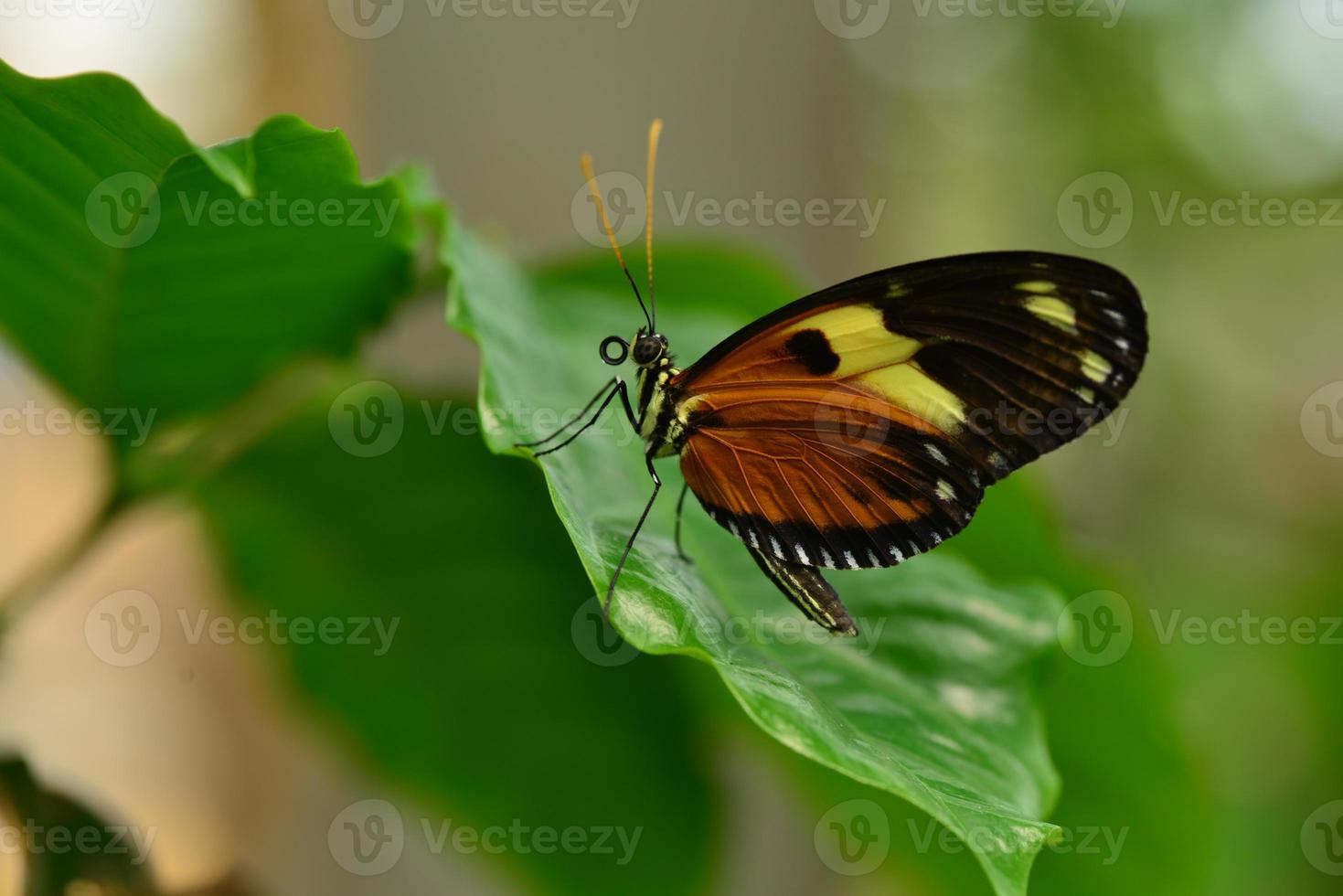 mariposa de ala de tigre perturbada foto
