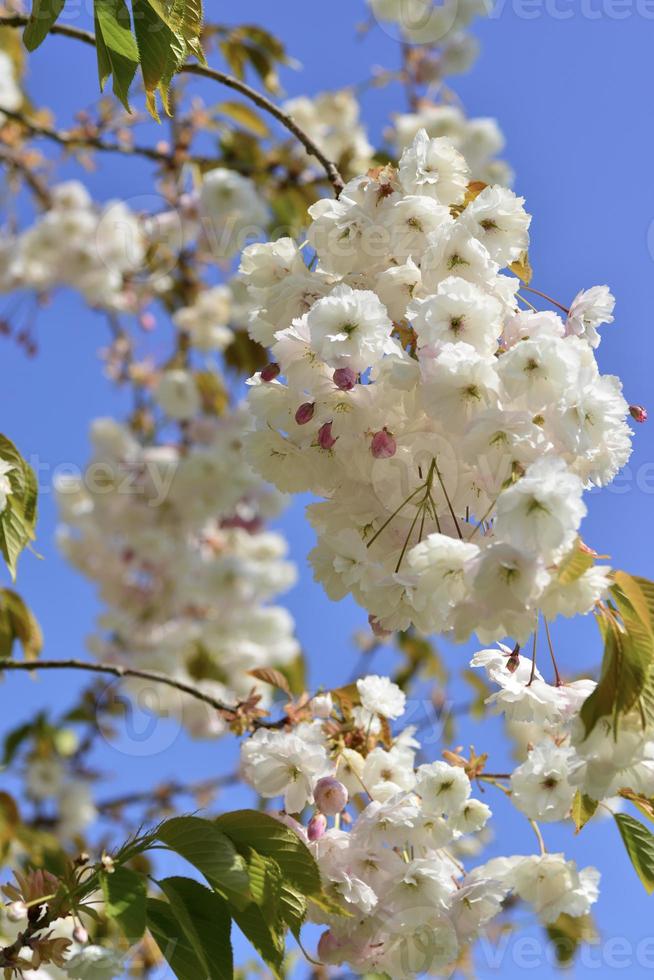 Cherry Blossom tree photo