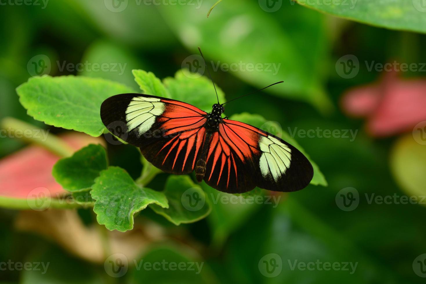 cartero americano mariposa foto