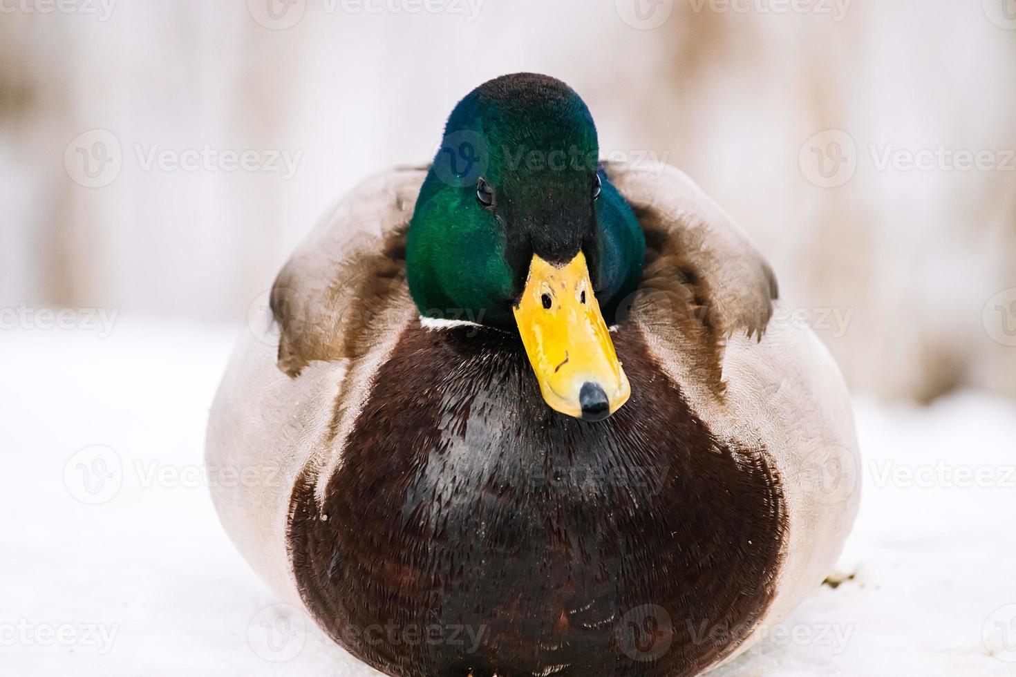 Male wild duck in winter photo