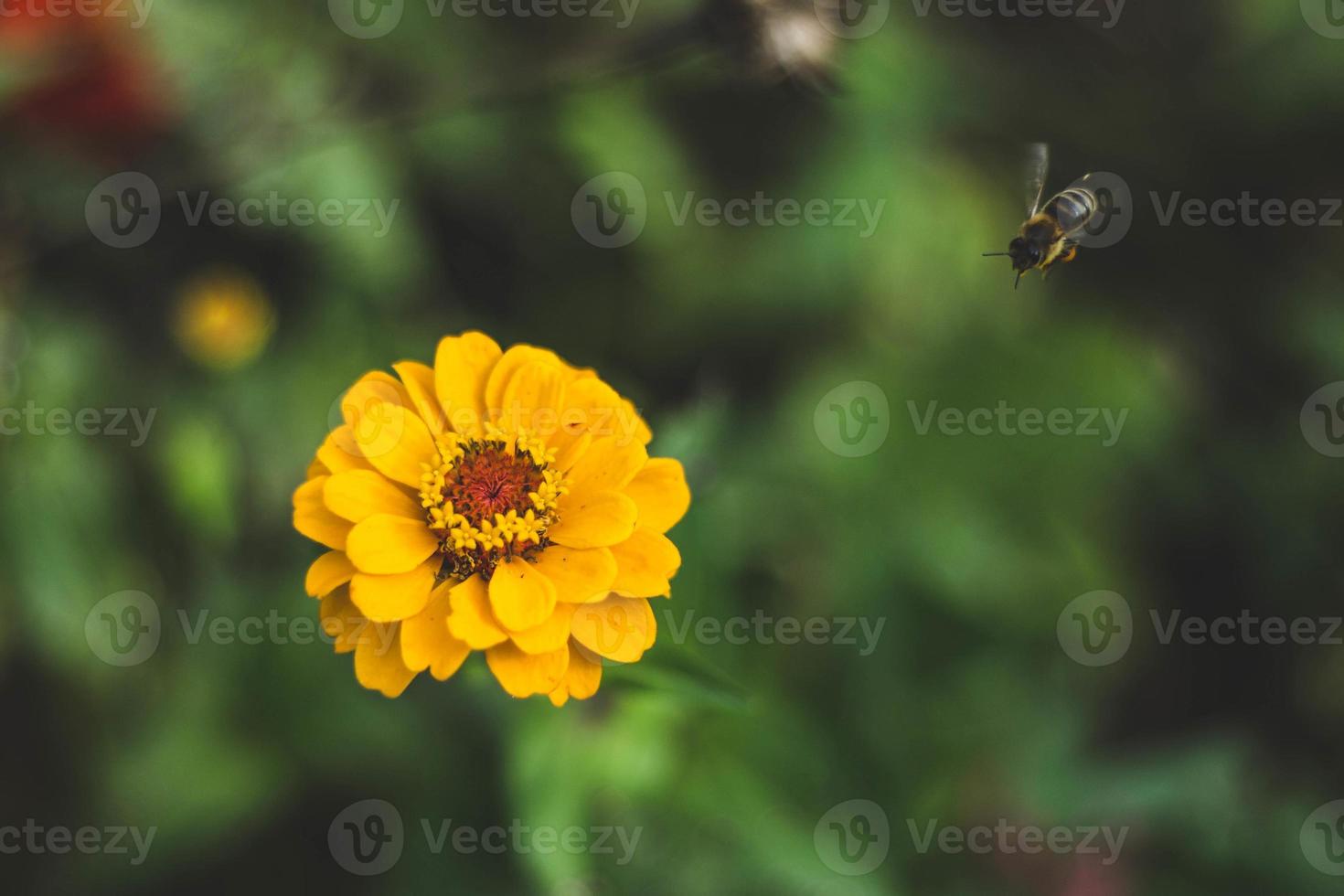flor amarilla y abeja foto