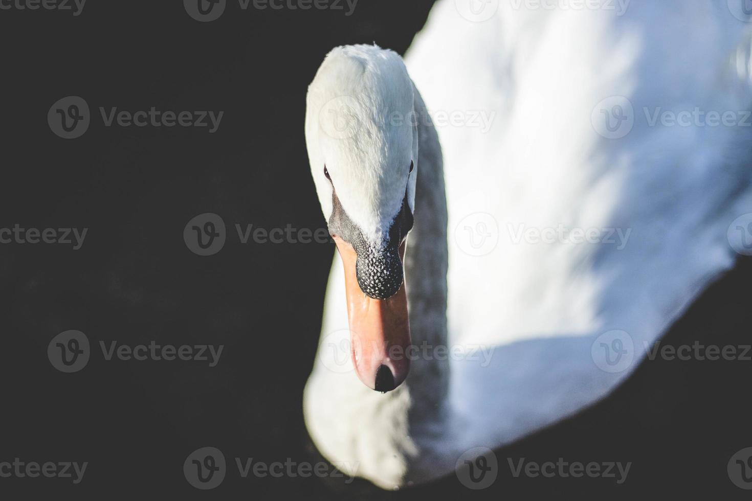 retrato de cisne blanco foto