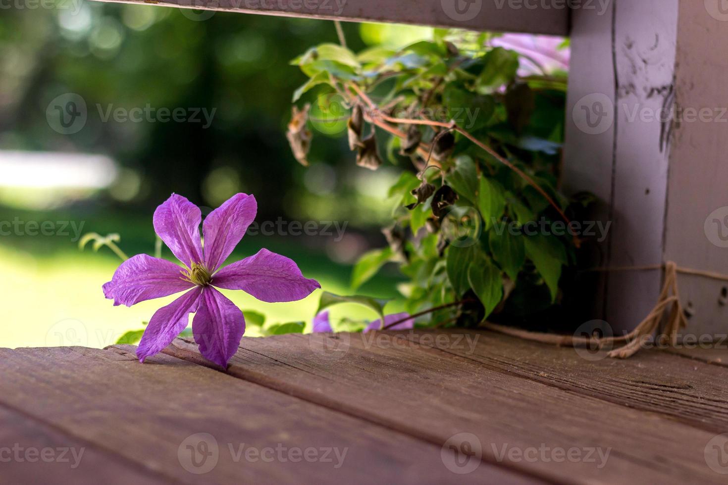 flores de pétalos de color púrpura foto
