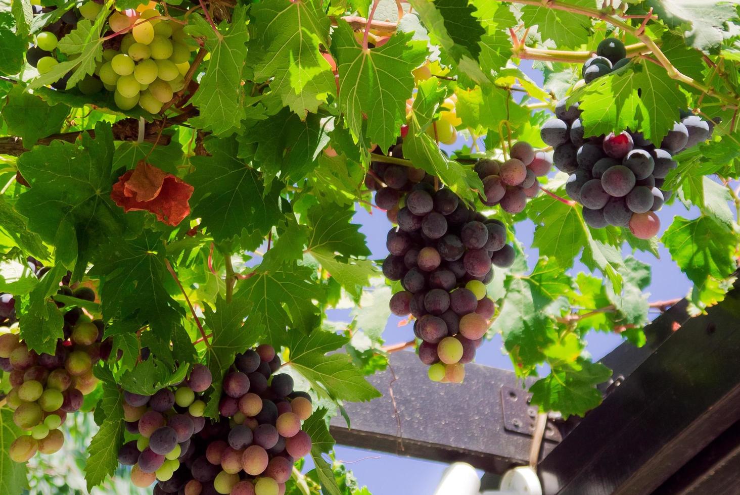 Hanging Purple Grapes photo