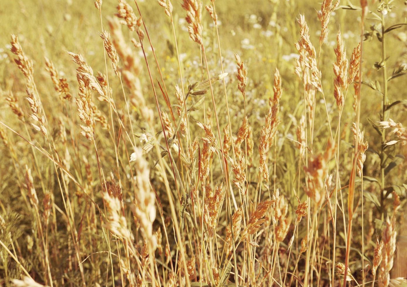 Field Meadow Wheat Cereals Nature photo