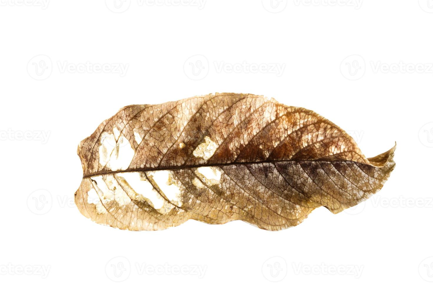 Dry leaf isolated background photo