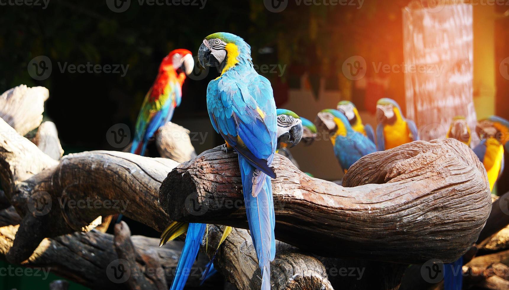 Colorful macaw bird on tree branch photo