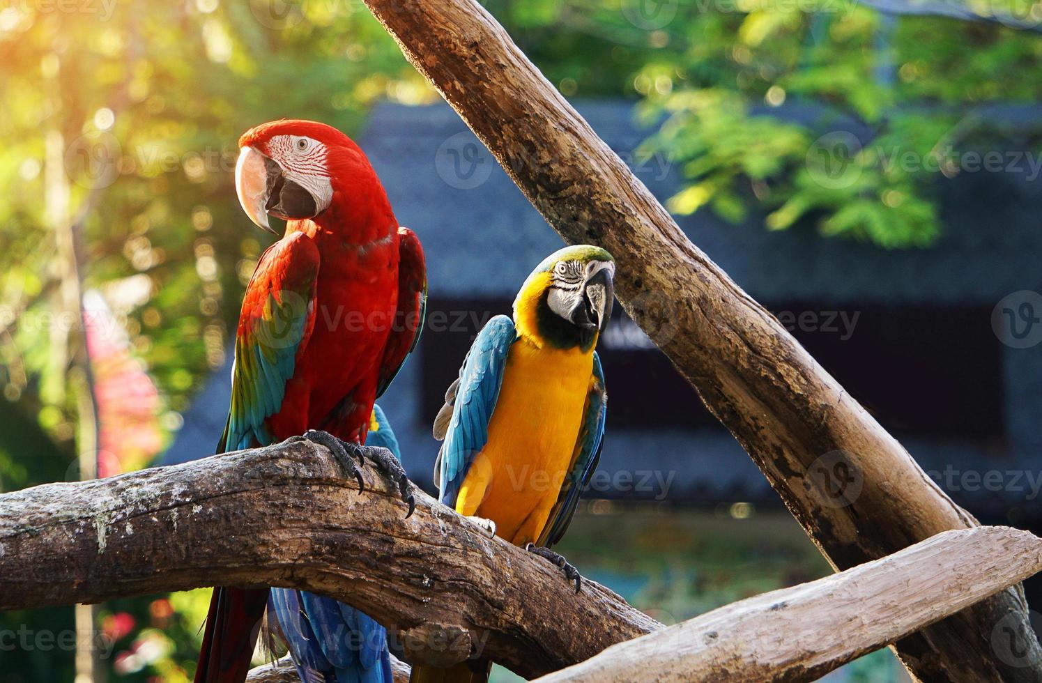 colorido, guacamayo, pájaro, en, rama de árbol foto