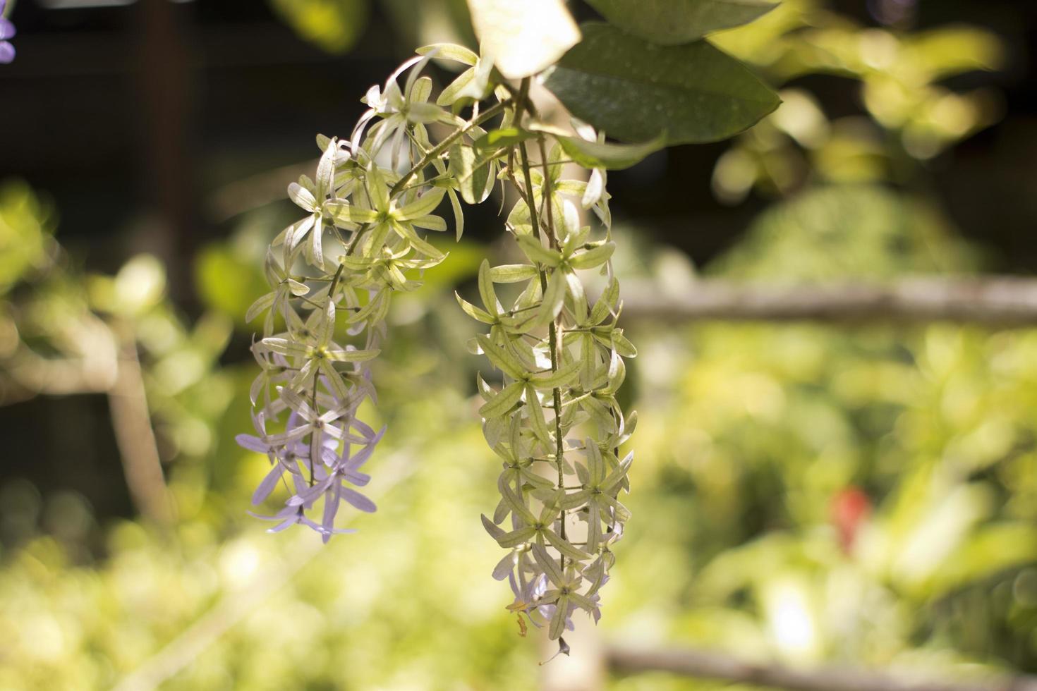 Orchids in garden photo