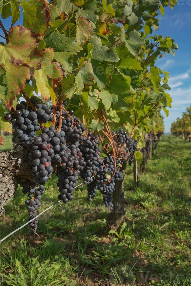 Uvas en el viñedo en el sur de Francia en la Provenza foto