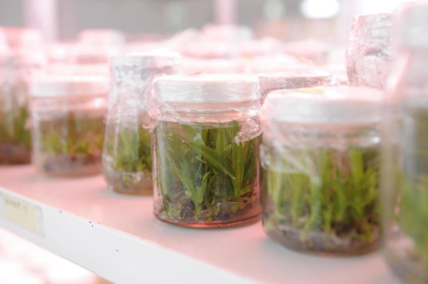 Close up row of glass bottles on shelf in laboratory photo