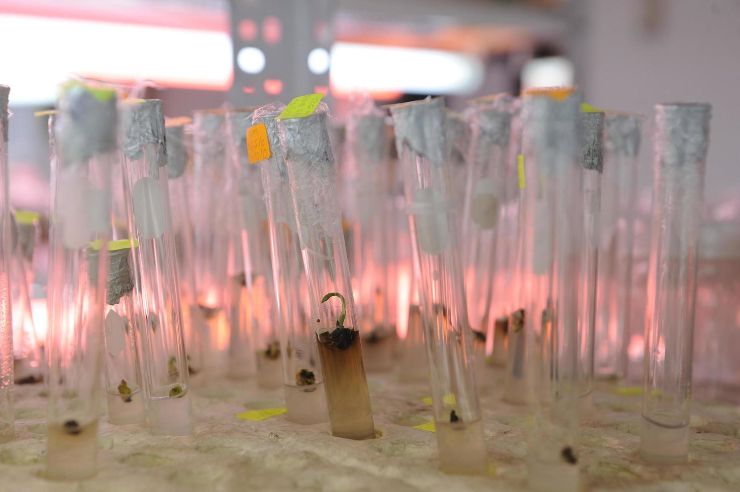 Cerrar fila de botellas de vidrio en la estantería de laboratorio foto