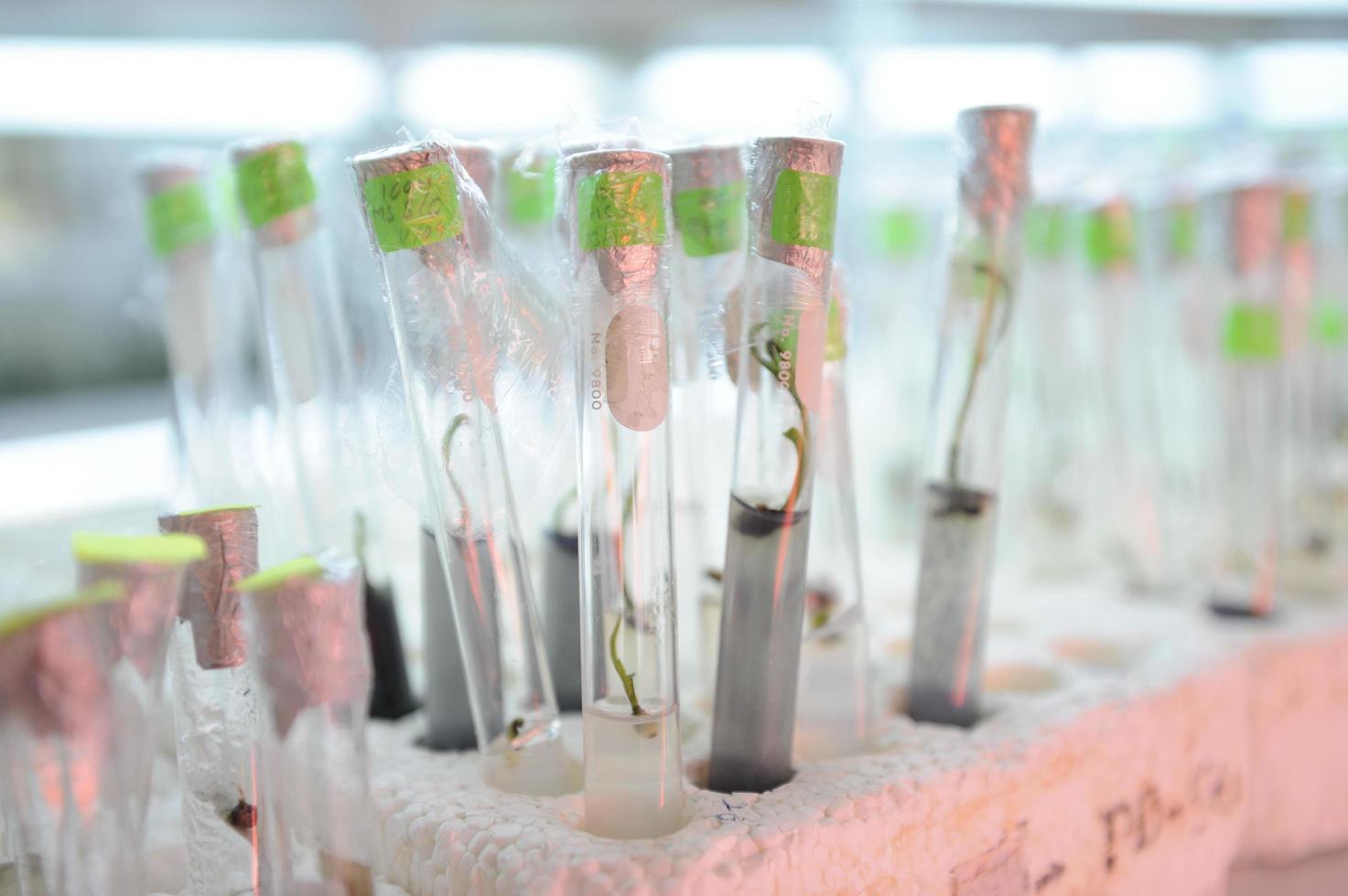 Cerrar fila de botellas de vidrio en la estantería de laboratorio foto