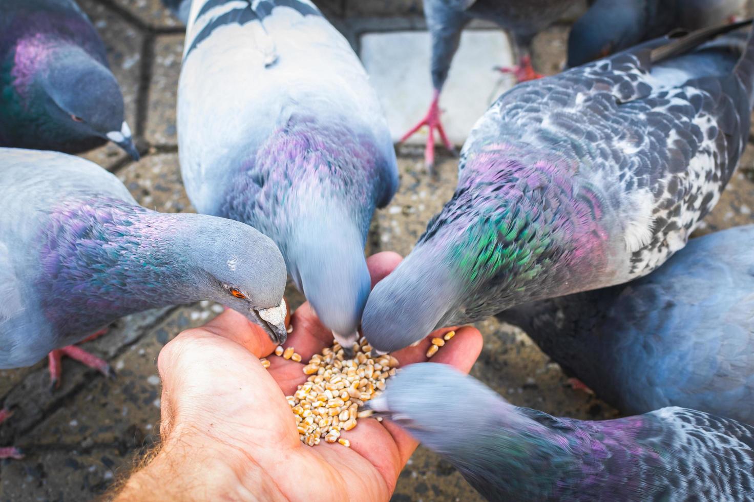Pigeons eating seeds from the hand 2442786 Stock Photo at Vecteezy
